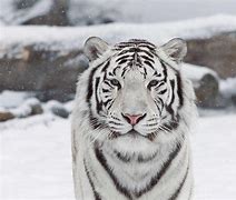 Image result for Cool White Tiger Wallpaper