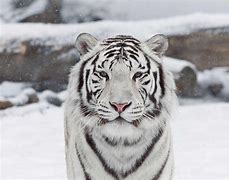 Image result for Cool White Tiger