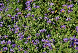 Image result for Drought Tolerant Perennials