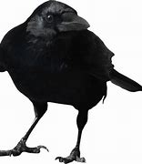 Image result for Crow Chief