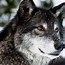 Image result for Cool Wolf Backgrounds