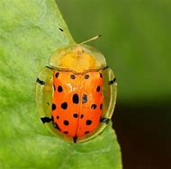Image result for Beautiful Insects