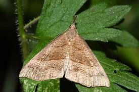 Image result for uk moths