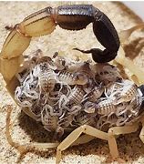 Image result for Cute Baby Scorpion