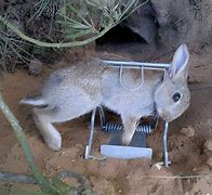 Image result for Rabbit Snare Trap