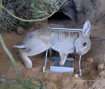 Image result for Leg Traps for Rabbits