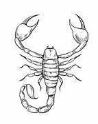 Image result for Scorpion Drawing Vector