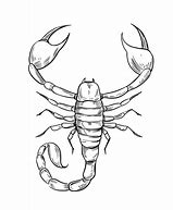 Image result for Small Black and White Scorpion