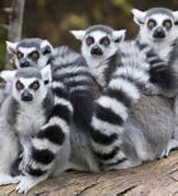 Image result for Conspiracy of Lemurs