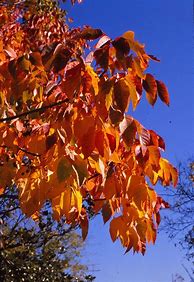 Image result for Burning Bush, 2 Gal-Bright Red Fall Color One Of The Most Colorful Shrub/Bushs Ever Developed