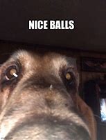 Image result for Dog Balls Meme