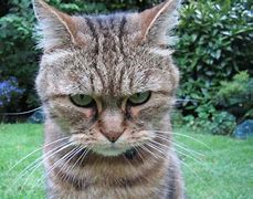 Image result for Angry Cat Funny