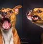 Image result for Funniest Looking Dog Breeds