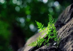Image result for 1920X1080 Plant Wallpaper