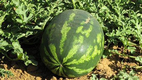 Jak pěstovat meloun