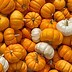 Image result for Pumpkin Puns