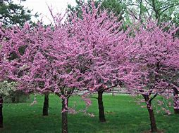 Image result for Black Diamond® Crape Myrtle, 2 Gal- Purely Purple, 2 Gal- Black Diamonds are Forever Amazing | Flowering Trees