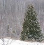 Image result for Eastern White Cedar Trees Facts