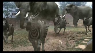 Image result for Jumanji Animal Stampede