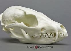 Image result for Baby Fox Skull