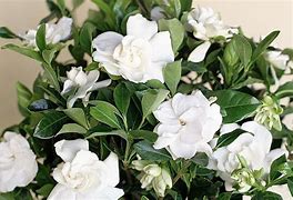 Image result for How to Care for Gardenia Plant