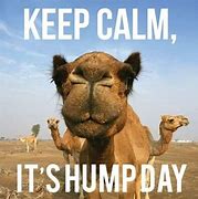 Image result for Wednesday Hump Day