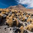 Image result for Altiplano Map