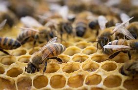 Image result for Anatomy of a Bee Hive
