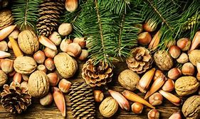 Image result for Christmas Nuts
