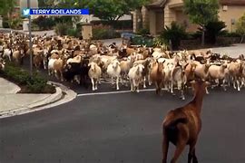 Image result for Tribe of Goats in California