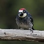 Image result for Acorn Woodpecker Nest