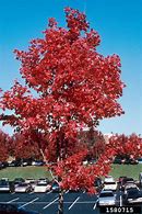 Image result for Maple Atrocity