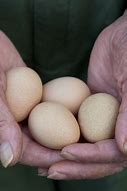 Image result for Guinea Hen Eggs