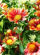 Image result for Drought Tolerant Perennials