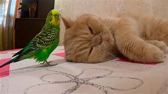 Image result for Funny Cat and Bird