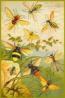 Image result for Bee Art