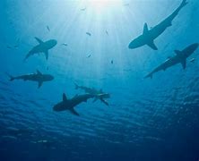 Image result for Warm Water Shark Species