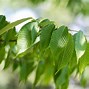 Image result for Maple Leaves