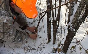 Image result for A Rabbit Snare Setting