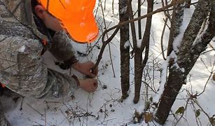 Image result for Setting a Rabbit Snare