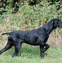 Image result for Types of Pointer Dogs