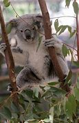 Image result for Lone Pine Koala Sanctuary