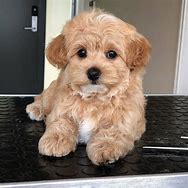 Image result for What Is a Maltipoo Puppy