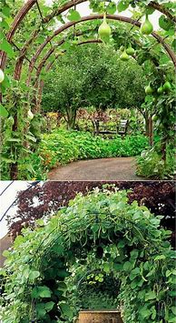 Image result for vertical gardening with trellises