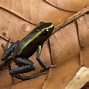 Image result for Most Poisonous Frog