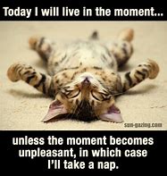 Image result for Cat Nap Sayings