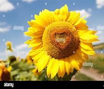 Image result for Rainbow Sunflower Heart Cloud