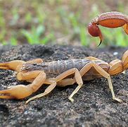 Image result for Scorpion Bug
