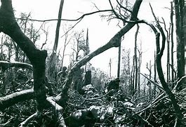 Image result for Vietnam War Forest