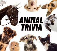 Image result for Animal Quiz Questions